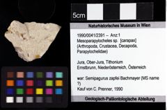 Foto (Objket + Etiketten) von Mesoparapylocheles sp. 